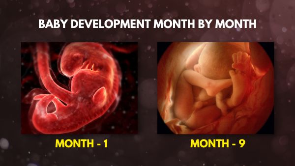 Baby Development Month By Month