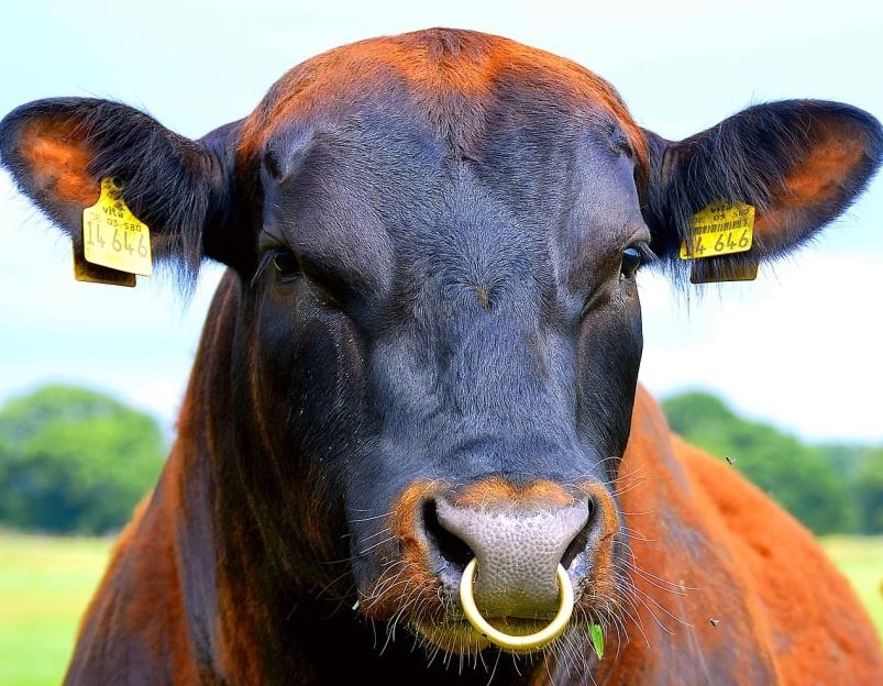 Bulls Have Nose Rings