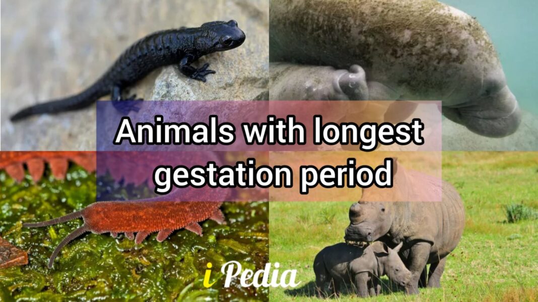 Animals With the Longest Gestation Period 